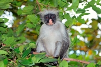 Gueréza červena – ojedinělý opičí druh, který se pohybuje jen na Zanzibaru