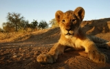 1500 králů na jednom místě potkáte v Krugerově parku v Jižní Africe
