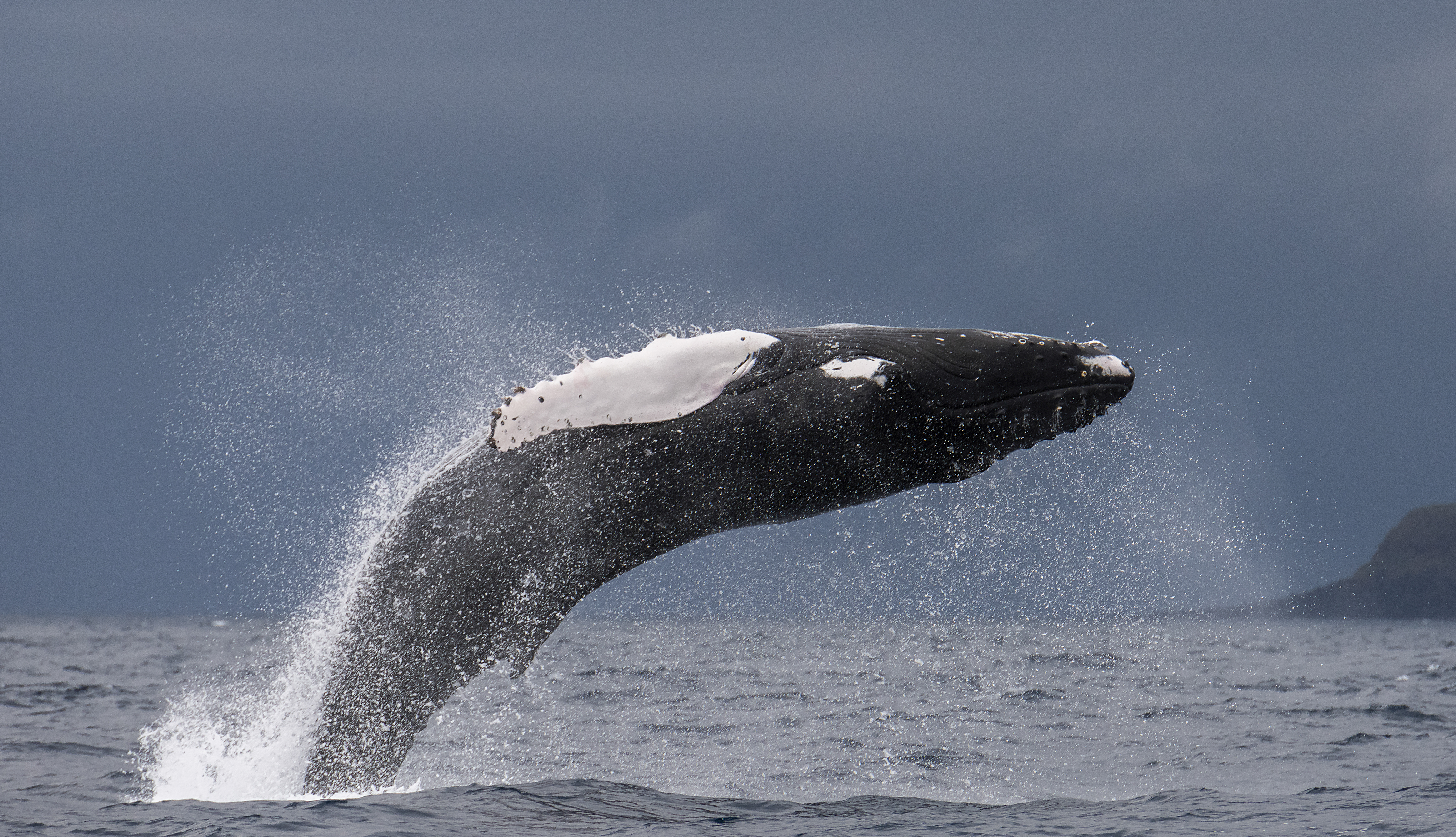 Ostrov Pico - Výlet za pozorovaním veľrýb a delfínov na zodiaku