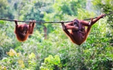 Na metr od orangutanů. V Sandakanu na Borneu mají svůj ráj