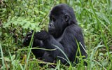 Když turisté zachraňují gorily: Gorilí turistika je lákadlem Ugandy a Rwandy