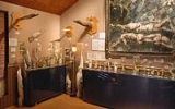 Nejdivnější muzea světa: Užijte si den mezi parazity nebo v muzeu penisů