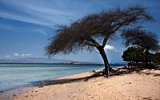 Ostrov draků Komodo: Největší ještěři světa a unikátní růžová pláž Pantai Merah