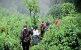 Trekem za gorilami do srdce rwandské divočiny