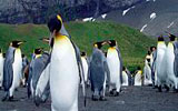 Vzrušující dovolená? Vyjeďte pod stan na Falklandy