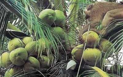 Ko Samui - sklizeň kokosů