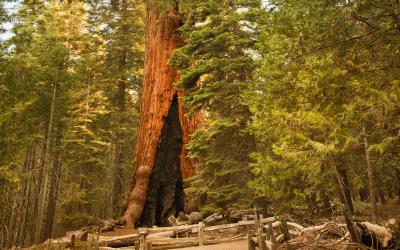 USA | Sequoia NP