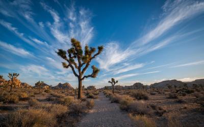 USA | Joshua Tree NP