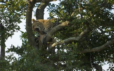 Safari... | Kruger NP