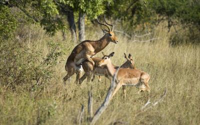 V rezervaci Karongwe | NP Kruger
