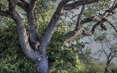 Botswana | Safari v Chobe NP