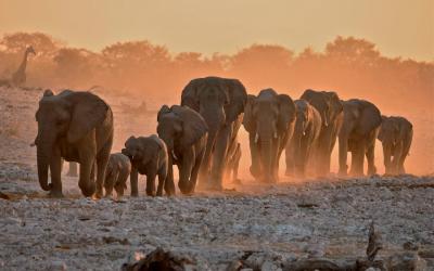 Namibie | Safari v Etosha NP