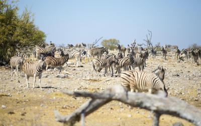Namibie | Safari v Etosha NP