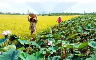 Vietnam | Mekong