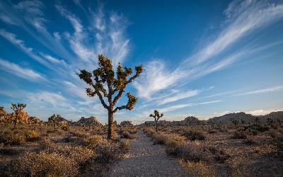 USA | Joshua Tree NP