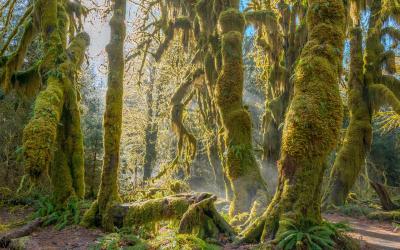 USA | Olympic NP