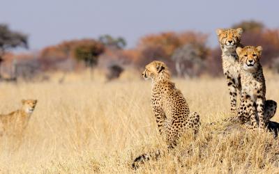 Zimbabwe | Hwange NP