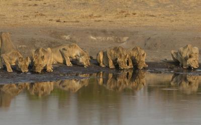 Zimbabwe | Hwange NP