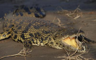 Botswana | Chobe NP