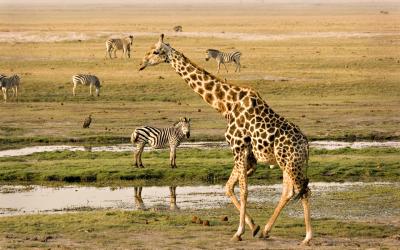 Botswana | Chobe NP