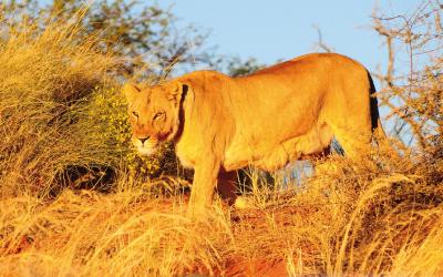 Namíbia | Etosha NP