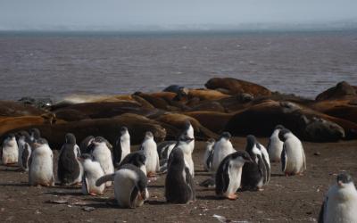 Mláďata tučňáků a rypouši