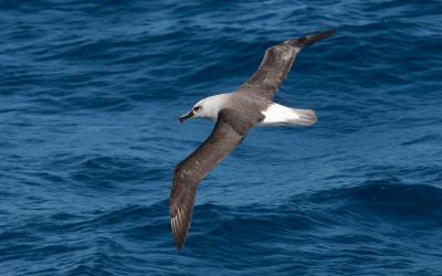 Albatros šedohlavý