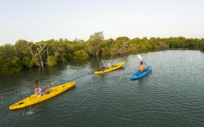 Mangrove paddle