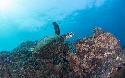 Reef Turtle