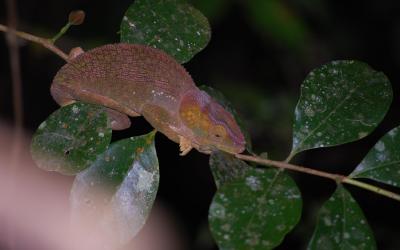 Chameleon | Madagaskar - Národní park Ranomafana 03