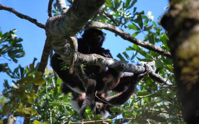 Lemur | Madagaskar - Národní park Ranomafana 04