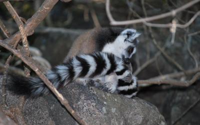 Lemur Kata | Madagaskar - Park Anja 2