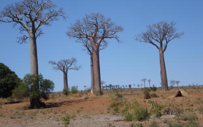 Baobaby | Madagaskar - Ifaty
