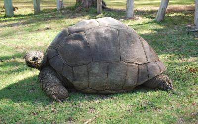 Mauritius | Turtles