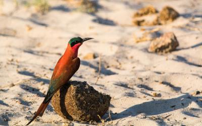 Botswana | Chobe NP