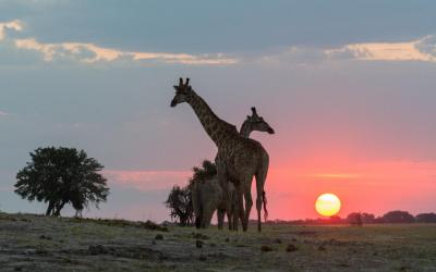 Botswana | Chobe NP