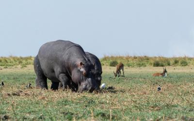 Botswana | Chobe NP