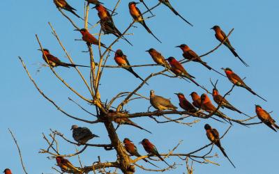 Botswana | Chobe NP