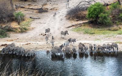 Botswana | Chobe NP