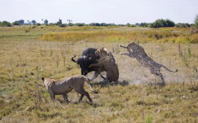 Botswana | Delta Okavanga