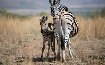 Kruger NP