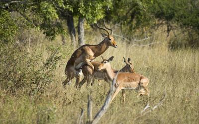 Kruger NP