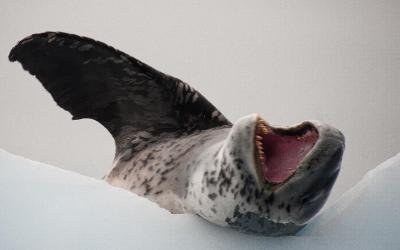 Tuleň leopardí