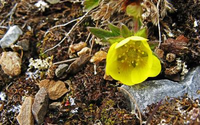 Špicbergy | Špicberská flora