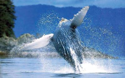 pozorování velryb | Samaná velryby