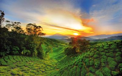 Malajzia | Cameron Highlands