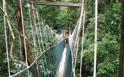 Canopy walk