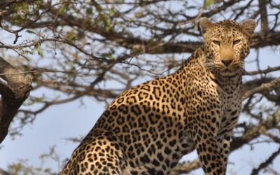 Srí Lanka | Yala National Park