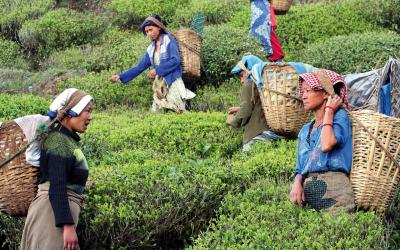 Sikkim | Dárdžiling