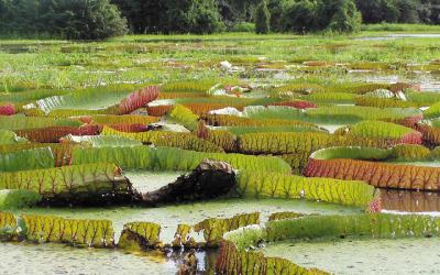 Amazonia | Brazílie
